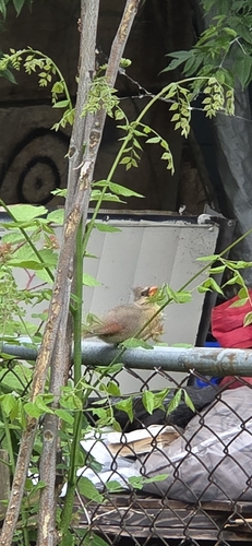 Northern Cardinal