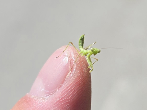 Transcaucasian Giant Mantis