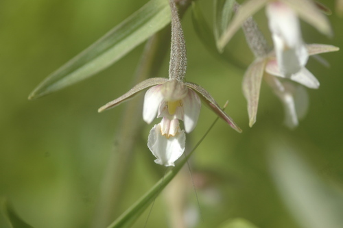 Marsh Helleborine