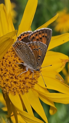 Purple-edged Copper