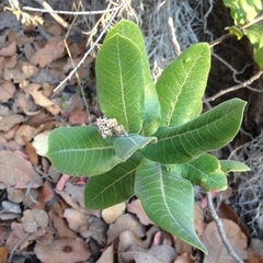 Rhus standleyi