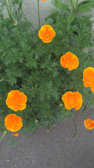 Eschscholzia californica