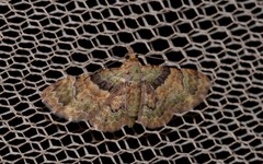 Gymnoscelis derogata