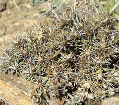 Macledium spinosum