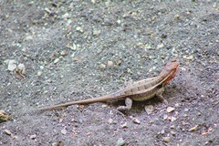 Sceloporus variabilis