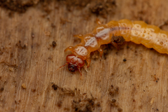 Dendroides canadensis