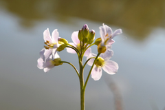 Cardamine pratensis