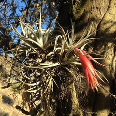 Tillandsia erubescens