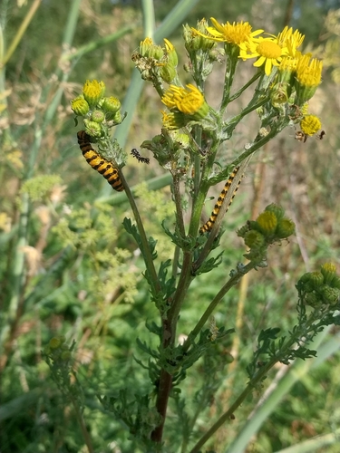 Cinnabar moth