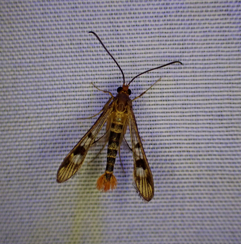 Maple Callus Borer Moth photo 3