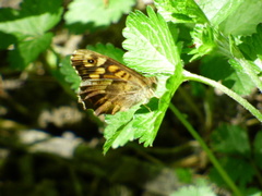 Pararge aegeria