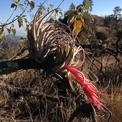 Tillandsia erubescens