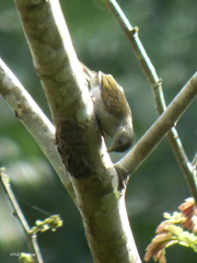 Melignomon eisentrauti