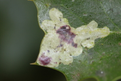 Phytomyza ilicis