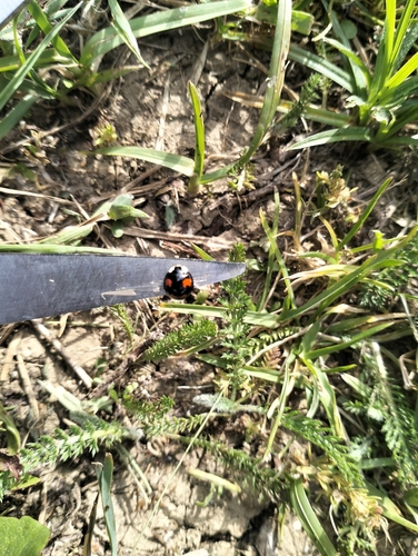 Asian Lady Beetle