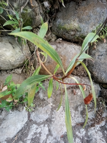 Seemannia sylvatica