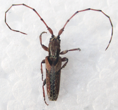 Stenidea verticalis