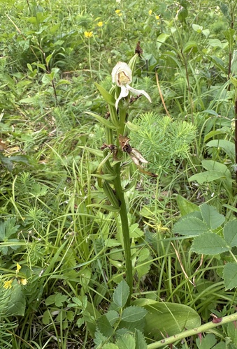 Greater butterfly-orchid