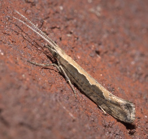 Diamondback Moth photo 4