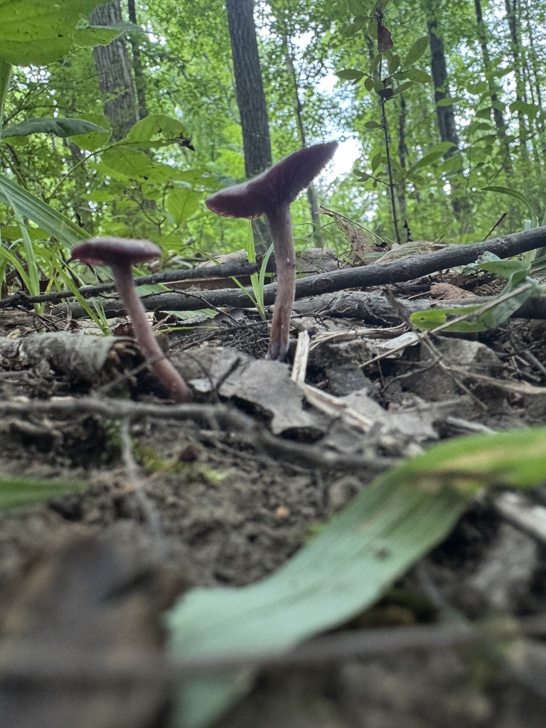 Amethyst Deceiver · June 2026 · photo: Photo: (c) SiphonophoreSlinger, some rights reserved (CC BY) · iNaturalist