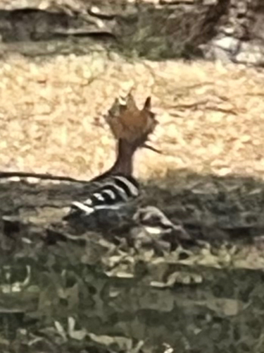 Common Hoopoe