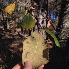 Quercus crassifolia