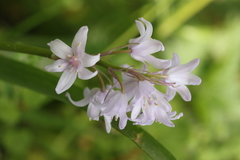 Hyacinthoides hispanica