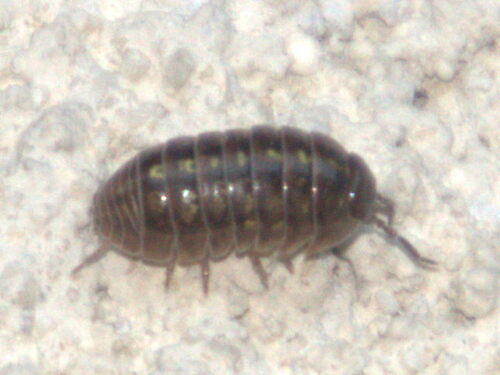 Common Pill Woodlouse