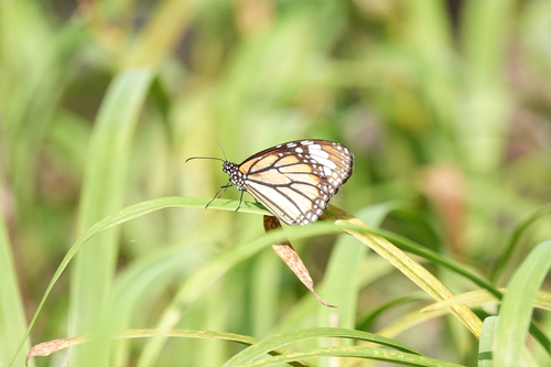 Common Tiger Butterfly