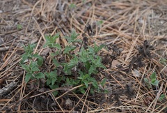 Veronica austriaca dentata