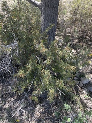 Berberis haematocarpa