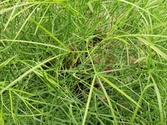 Peucedanum officinale