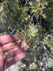 Berberis haematocarpa