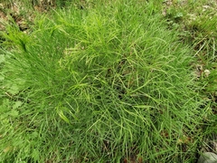 Peucedanum officinale