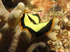 Pseudoceros dimidiatus