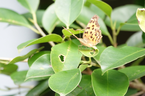 Asian Comma