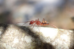 Camponotus socius