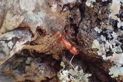 Camponotus socius