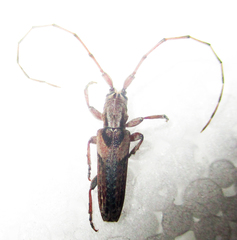 Stenidea verticalis
