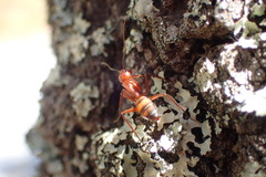 Camponotus socius
