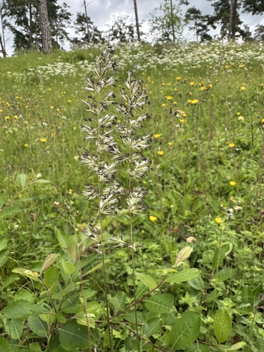 Koeleria pyramidata, photograph 4