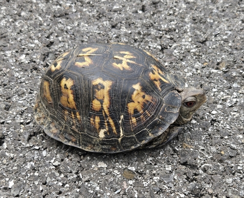 Common Box Turtle