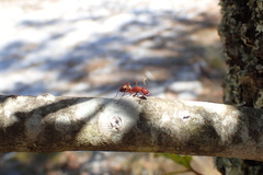 Camponotus socius