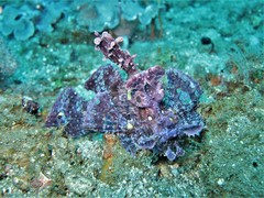 Popeyed Scorpionfish photo 2