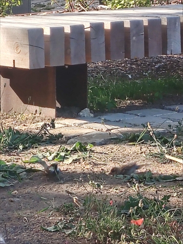House Sparrow