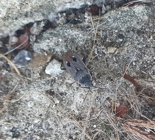 eyed groundbug