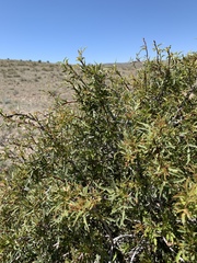 Berberis haematocarpa