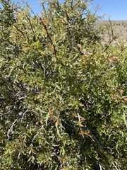 Berberis haematocarpa