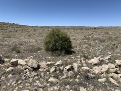 Berberis haematocarpa