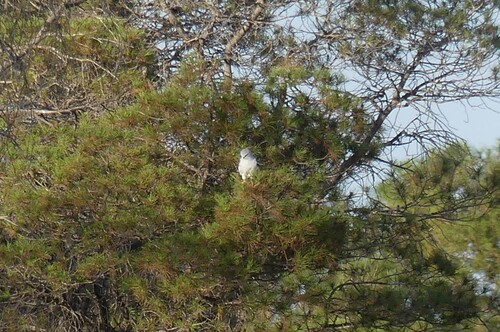 African Black-winged Kite